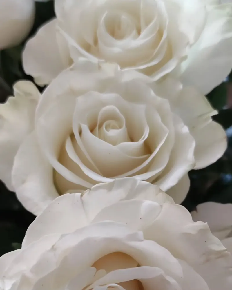 Fleuriste deuil à Grand-Couronne