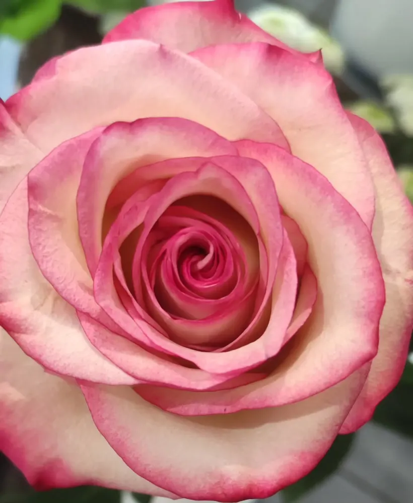 Rose éternelle à Grand-Couronne
