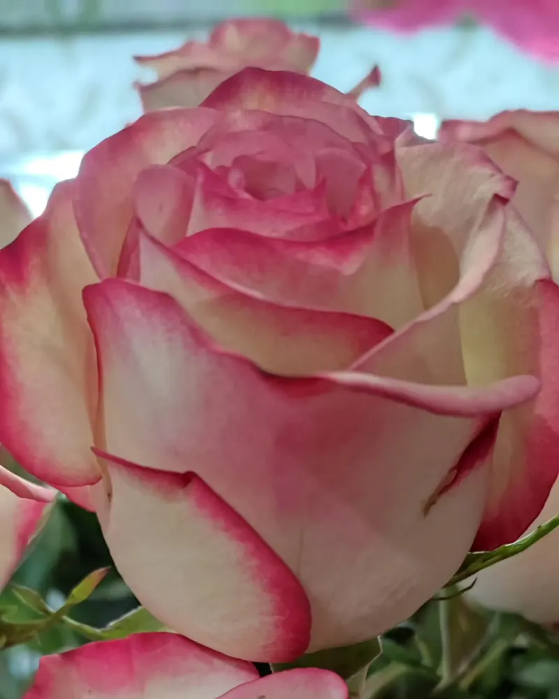 Fleuriste à Grand-Couronne