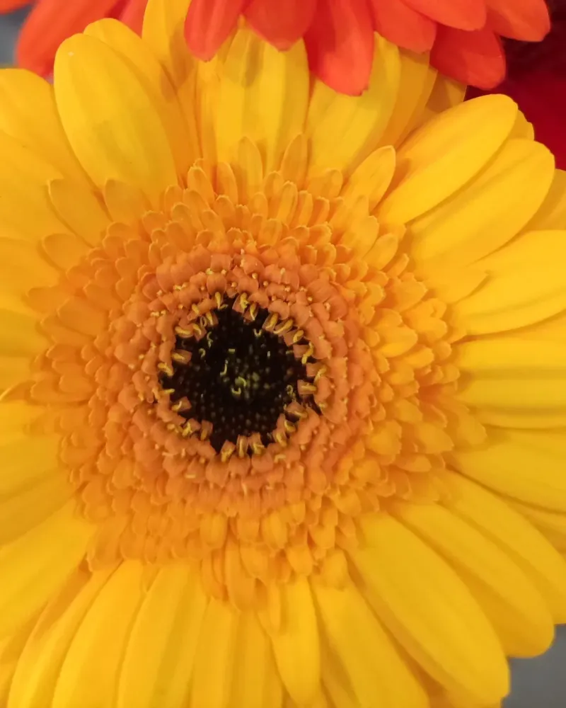 Art floral à Grand-Couronne